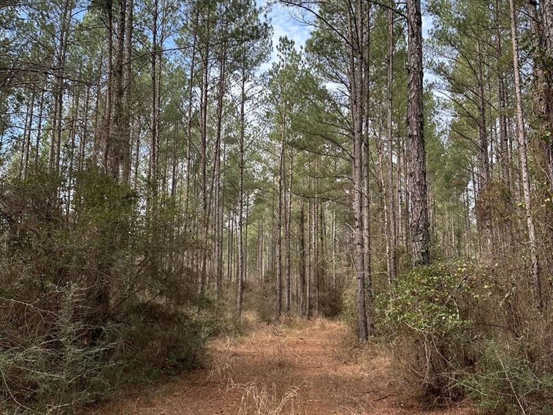 365 Acres on Yellow River : Wing : Covington County : Alabama