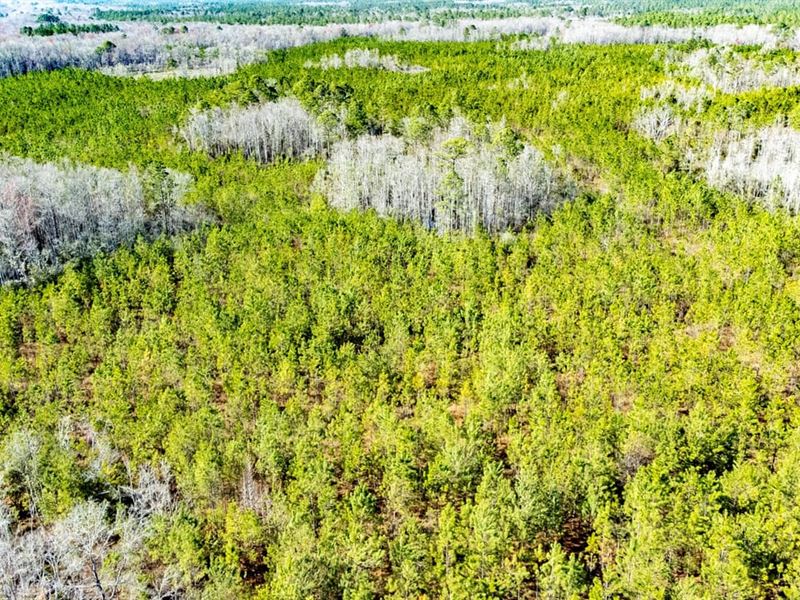 1,127 Ac Timberland and Recreationa : Greenville : Madison County : Florida