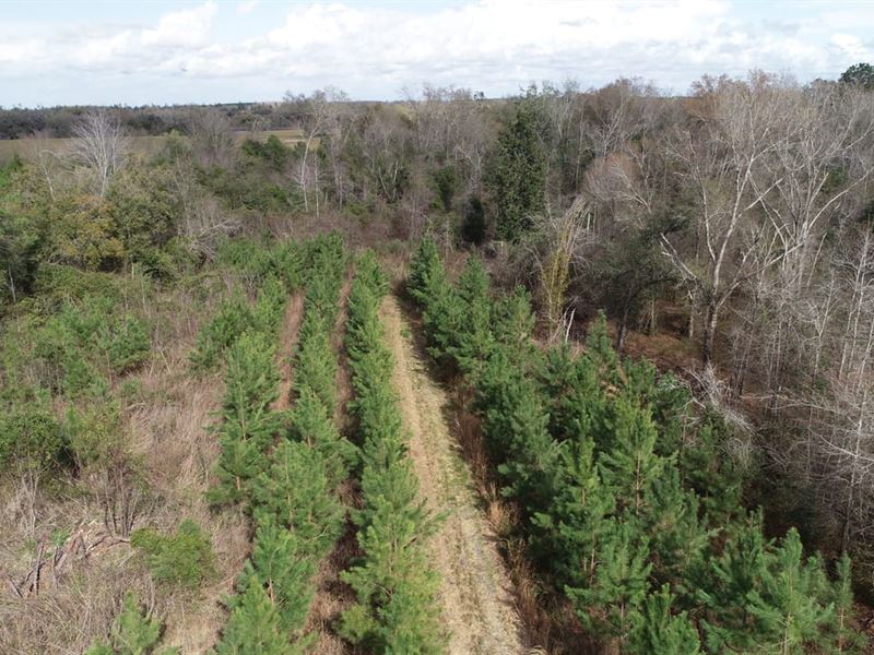 24.4 Ac Mini-Farm Homesite and Hunt : Cottondale : Jackson County : Florida