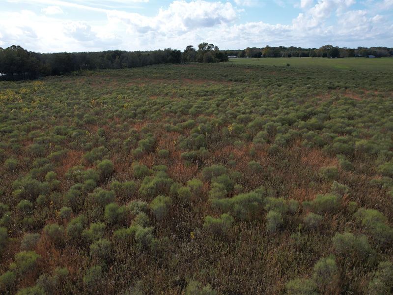 108 Acres in Franklin Parish, LA : Winnsboro : Franklin Parish : Louisiana