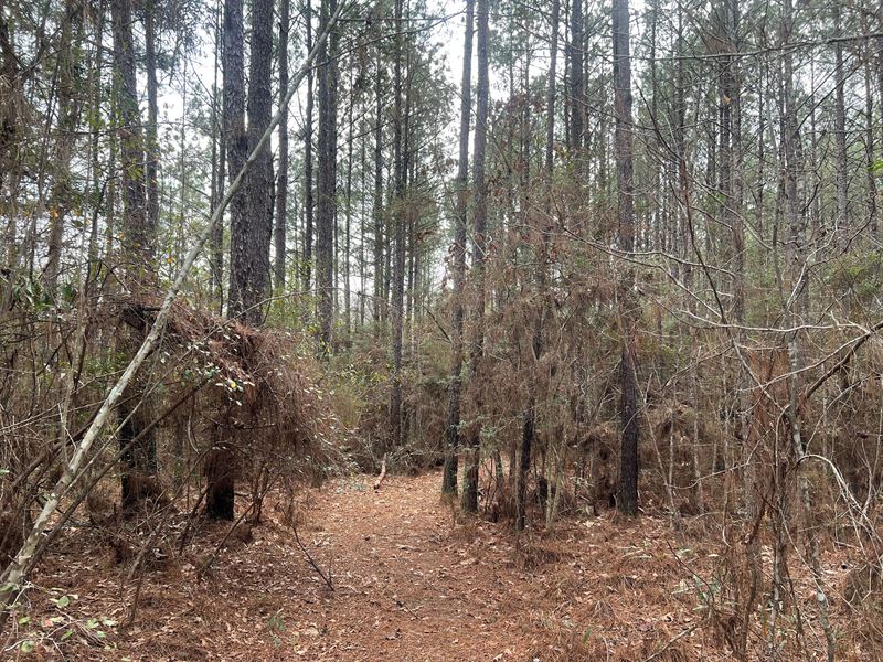 11.09 Acres in Amite County, MS : Gloster : Amite County : Mississippi