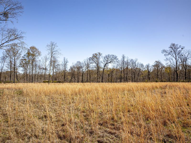 Timber, Creeks, Bucks, and Gobblers : Vicksburg : Warren County : Mississippi