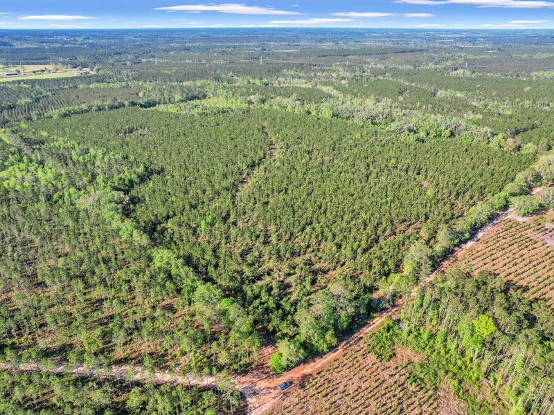 Mildred Bush Estate : Surrency : Appling County : Georgia