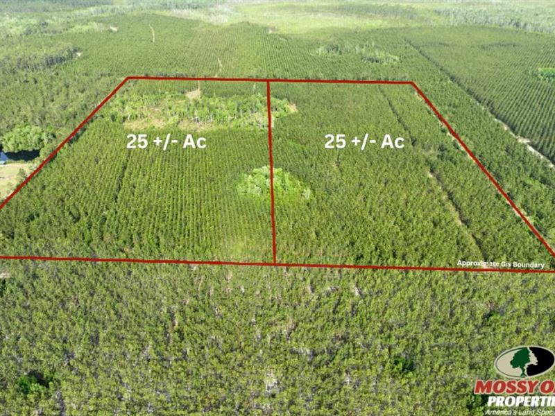 25 Ac Recreational Timberland : Folkston : Charlton County : Georgia