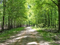 600 Ac, Bullock & Macon Co, WI : Union Springs : Bullock County : Alabama