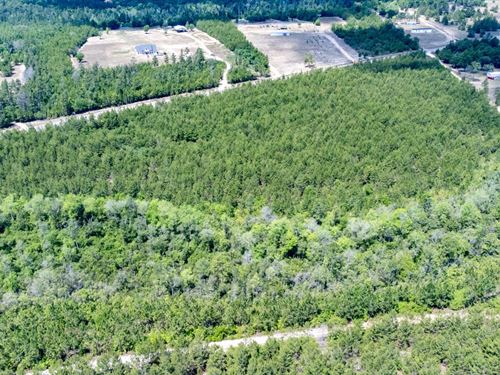 26 Ac Homesite With Timber in Liber : Bristol : Liberty County : Florida