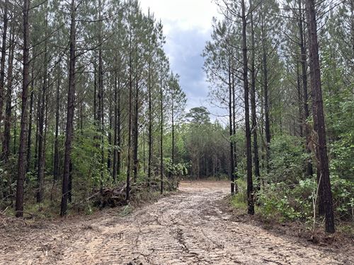 Spay Road 64 Tract : McCool : Choctaw County : Mississippi