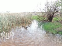 Barber County, Kansas 318 Acres M/L : Hazelton : Barber County : Kansas