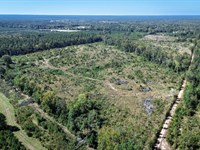 60 Acres of Timberland : Dalark : Dallas County : Arkansas