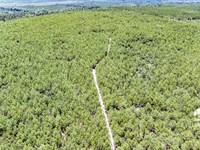 95.4 Ac Lot 3 Homesite All High : Marianna : Jackson County : Florida