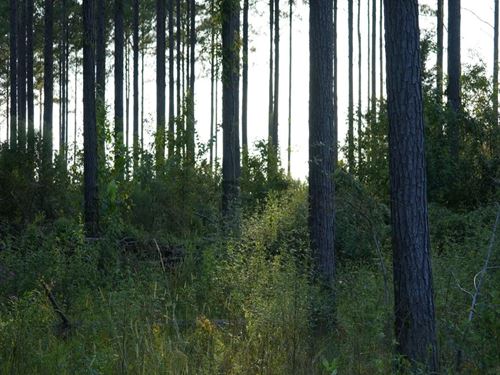 47 Acres in Oktibbeha County in Sta : Mississippi State : Oktibbeha County : Mississippi