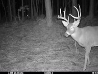 Bankhead National Forest 78 : Moulton : Lawrence County : Alabama