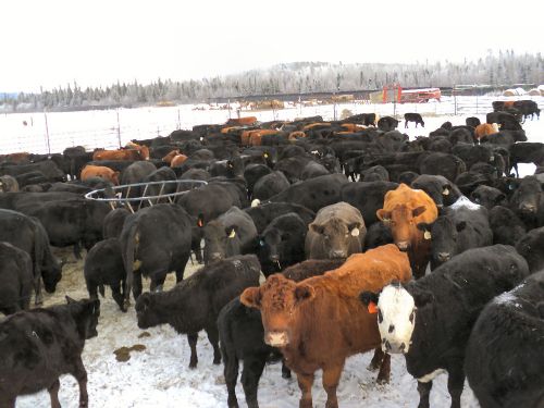 Alaska Cattle & Elk Farm : Delta Junction : Southeast Fairbanks Borough : Alaska