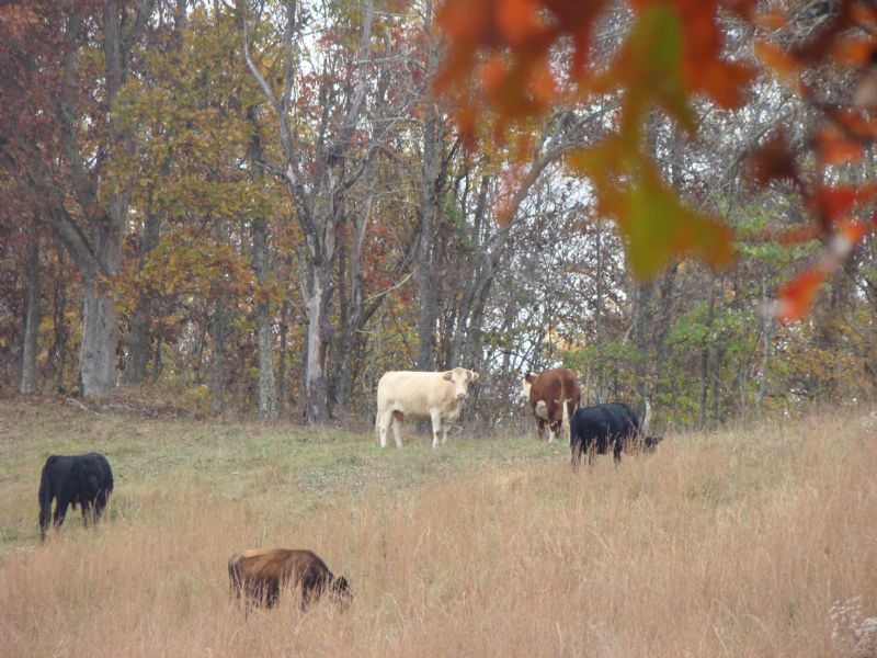 Prime Hunting, Farm & Timberland, Ranch for Sale in West Virginia